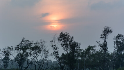 Beautiful Sunset with trees Silhouette