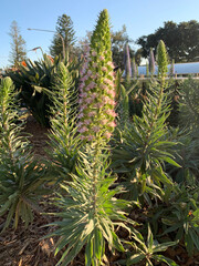 close up of pine needles