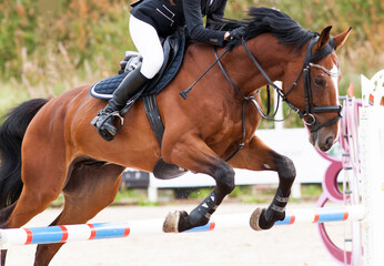A jumping red sports horse with a bridle and a rider riding with his foot in a boot with a spur in...