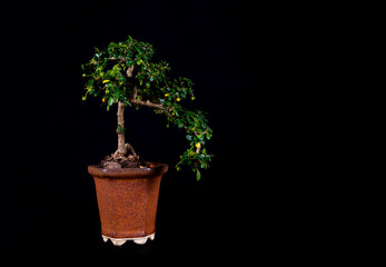 Exquisite Miniature Bonsai Tree - A Captivating Symbol of Nature's Artistry and Serene Beauty, Perfect for Zen Gardens, Home Decor, and Botanical Enthusiasts