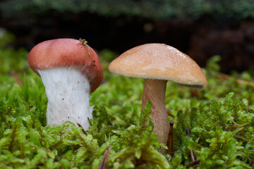 Gomphidius roseus on the left parasitizes on the mycelium of Suillus bovinus on the right. Wild mushrooms growing in the moss.