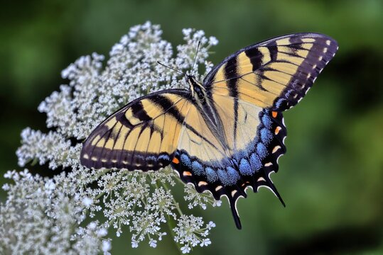 A photograph of a colorful Eastern tiger swallowtail butterfly perched upon the white flowers of a Queen Anne's lace with green background.