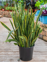 Big black pot with the green leaves of sansevieria