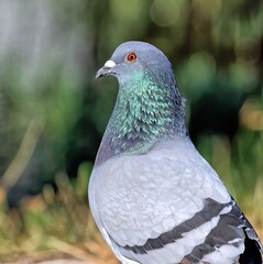 Colorful Domestic pigeon with a green flora background.