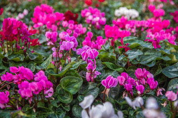 A large glade with a pink cyclamens