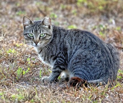 Feral cat posing alone for a photo. Felis catus.