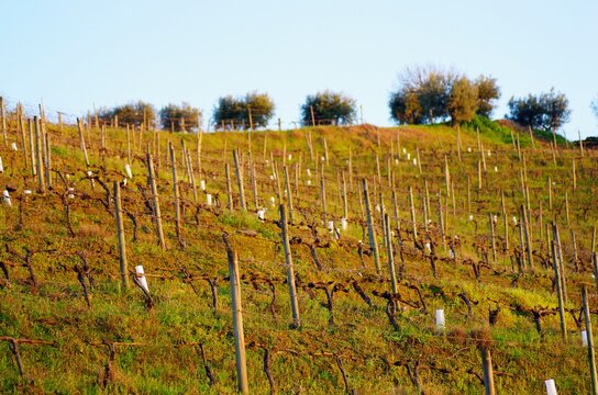 Wine-yard over the hills in Portugal during early spring