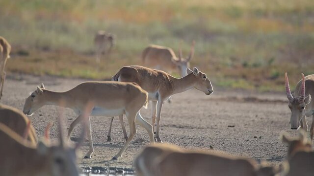 A saiga cub stands near a salt marsh during an intense heat. Saiga tatarica is listed in the Red Book, Chyornye Zemli (Black Lands) Nature Reserve, Kalmykia region, Russia.