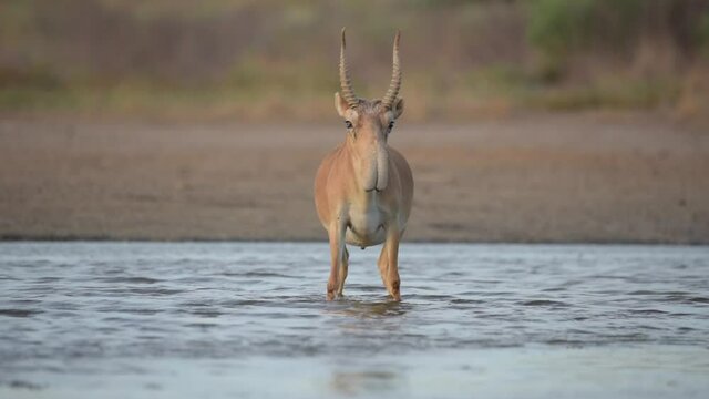 Saigas at a watering place drink water and bathe during strong heat and drought. Saiga tatarica is listed in the Red Book, Chyornye Zemli (Black Lands) Nature Reserve, Kalmykia region, Russia.