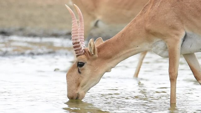 Saigas at a watering place drink water and bathe during strong heat and drought. Saiga tatarica is listed in the Red Book, Chyornye Zemli (Black Lands) Nature Reserve, Kalmykia region, Russia.