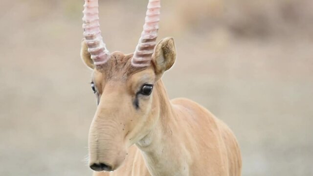 Saigas at a watering place drink water and bathe during strong heat and drought. Saiga tatarica is listed in the Red Book, Chyornye Zemli (Black Lands) Nature Reserve, Kalmykia region, Russia.