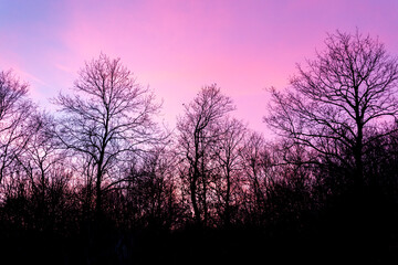Silhouette of trees against the backdrop of a colorful sunset pink purple blue cloudy sky. Photo minimalism.
