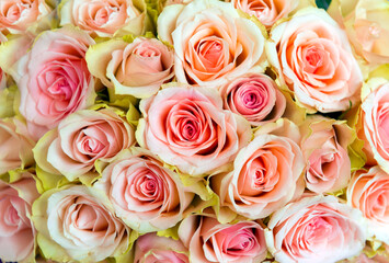 bouquet of pink roses, many flowers, rose petals