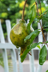 Zielony owoc granatu na gałęzi drzewa. © insomniafoto