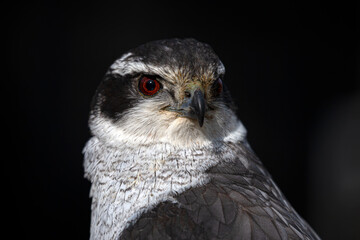 オオタカ　大鷹　Northern Goshawk