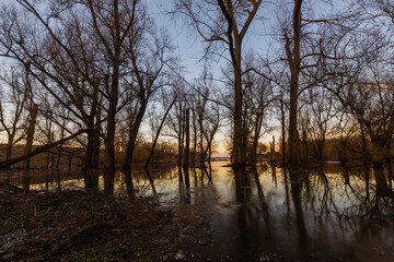 Obraz premium Floods of the river Meuse during winter time in the national park Eijsder Beemden (english: Eijsder Beemden) near Maastricht, which gives wonderful reflections of the trees during sunset.