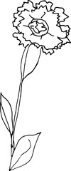 carnation flower. The original version. Doodle. Black and white image. Minimalism.