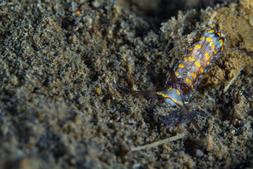 Colorful Nudibranch seaslug crawling along coral reef