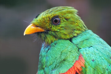 Goldkopftrogon, Portrait des Männchens, Pharomachrus auriceps