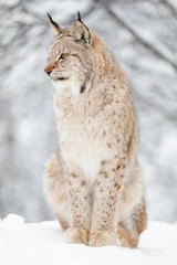 Schilderijen op glas Dicht portret van mooie lynxkat in de wintersneeuw © kjekol