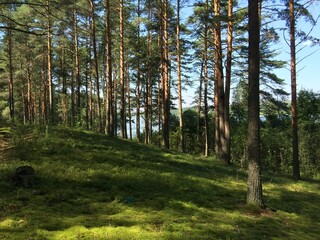 Obraz premium forest lake in summer at sunset, early morning