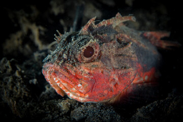 Reef scorpion fish camouflaging with its environment