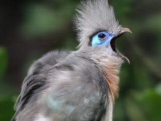 Hauben Seidenkuckuck mit offenem Schnabel, endemisch auf madagaskar, portrait mit grünem hintergrund, Coua cristata