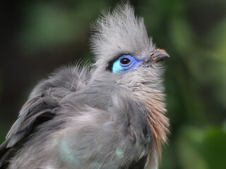Hauben-Seidenkuckuck, endemisch auf madagaskar, portrait mit grünem hintergrund, Coua cristata