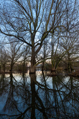 Floods of the river Meuse during winter time in the national park Eijsder Beemden (english: Eijsder Beemden) near Maastricht, which gives wonderful reflections of the trees during sunset.