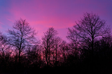 Fototapeta na wymiar Silhouette of trees against the backdrop of a colorful sunset pink purple blue cloudy sky. Photo minimalism.