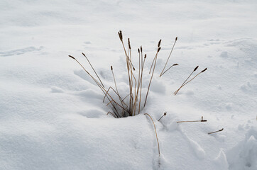 Gräser im Schnee