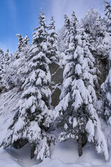 Snowy forests in the mountains