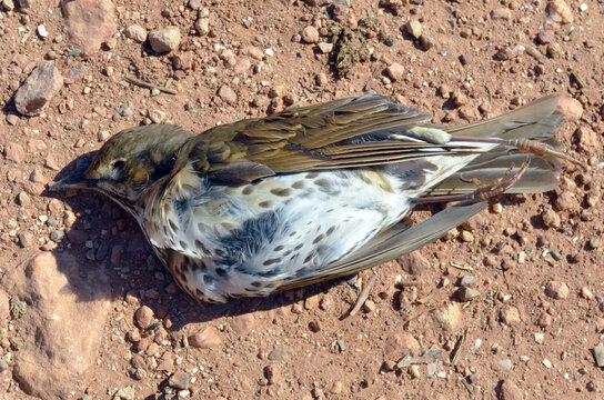 A dead bird lying on the ground