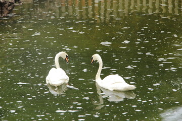 A pair of swans in the pond of the city park of Benalmadena Spain, rear view