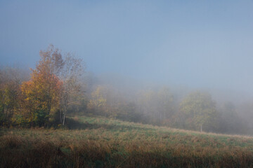 Fototapeta na wymiar une brume automnale dans un champ. Un pré avec du brouillard en automne
