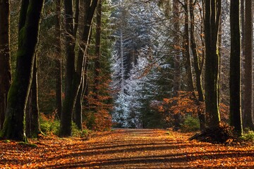 View of the forest path with orange leaves leading to trees covered with white snow. Beech trunks making long shadows on ground. Sunny winter day in the woods.