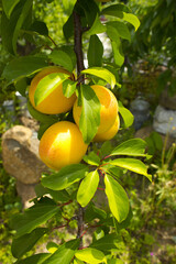 The sun shining on apricots. Apricots growing on an apricot tree. Ripe apricot ready for harvest