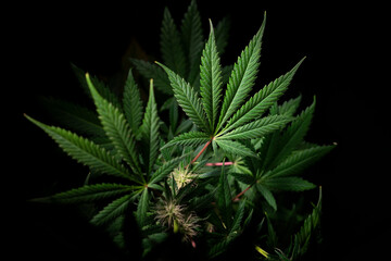 cannabis leaves on black background
