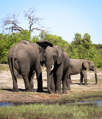 Familia de elefantes en calma, parque nacional de Chobe.
