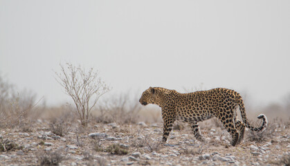 Wild leopard at Etosha National Park, Namibia (Safari, wildlife) - walking, searching