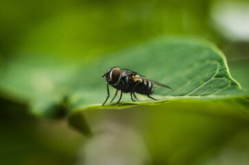 close up of a fly