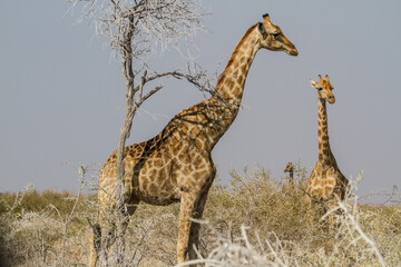 Two giraffes at bushland at Etosha National Park, Namibia
