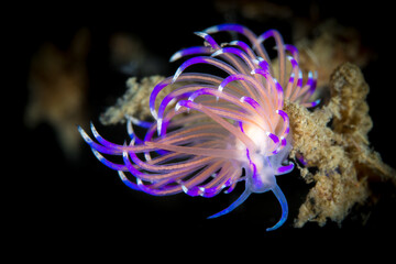 Pink and Purple Nudibranch seaslug on coral reef