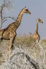 Two giraffes at bushland at Etosha National Park, Namibia (vertical)