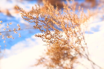 Partial blurred Snow and dried branches and flower buds. Sunset light and shadow, dry plants in snow, grass at winter