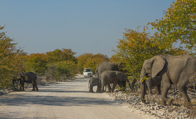 Herd of african elephants crossing a road with car approaching at Etosha National Park, Namibia - obrazy, fototapety, plakaty