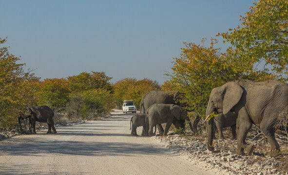 Herd of african elephants crossing a road with car approaching at Etosha National Park, Namibia