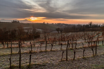 Cold misty morning in the vineyards of Italy