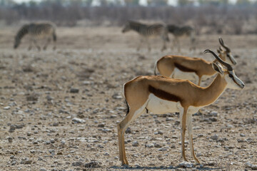 Springbok antelopes in dry arid climate at Etosha National Park, Namibia