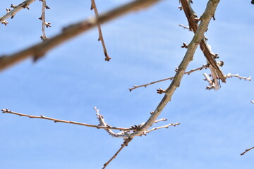 branches of a tree